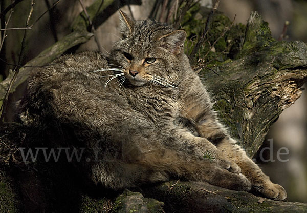 Wildkatze (Felis silvestris)