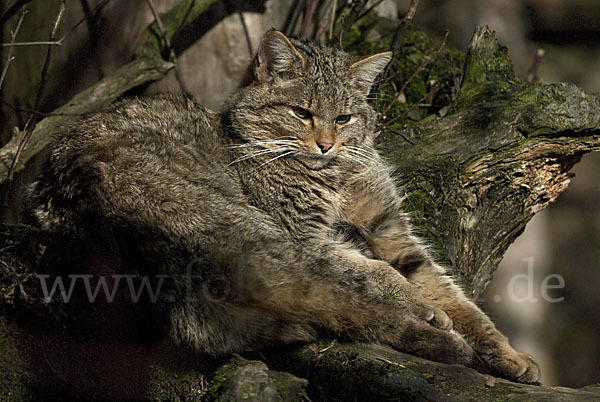 Wildkatze (Felis silvestris)