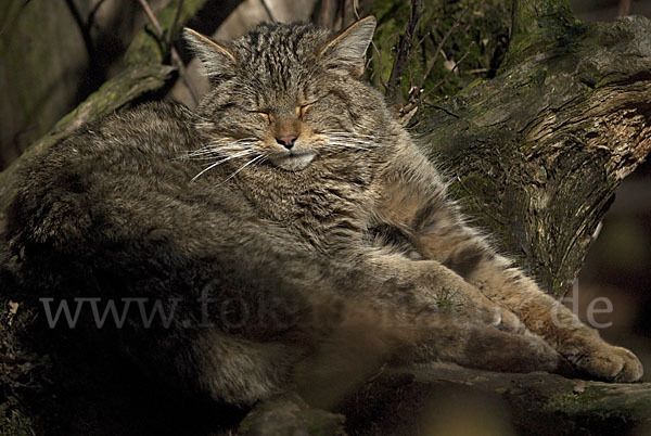 Wildkatze (Felis silvestris)