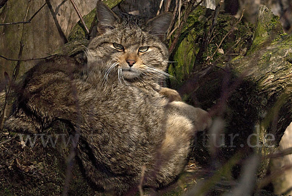 Wildkatze (Felis silvestris)