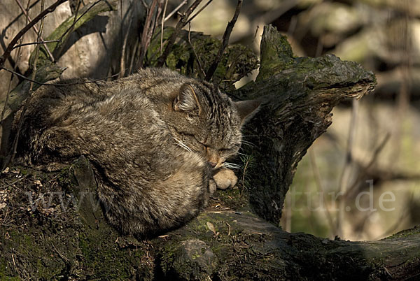 Wildkatze (Felis silvestris)