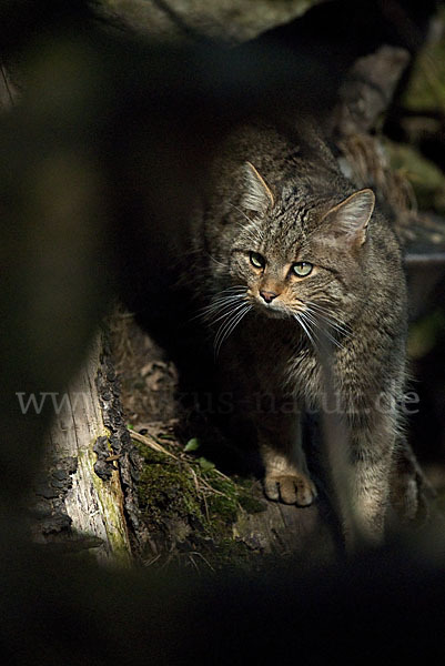 Wildkatze (Felis silvestris)