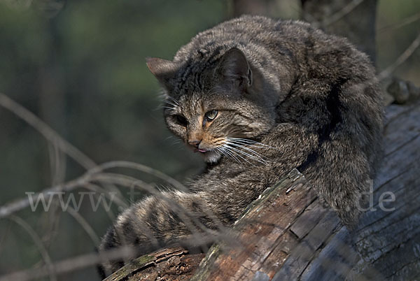 Wildkatze (Felis silvestris)