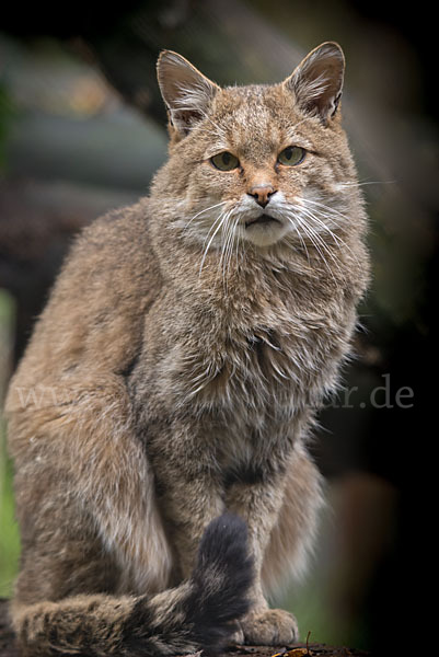 Wildkatze (Felis silvestris)