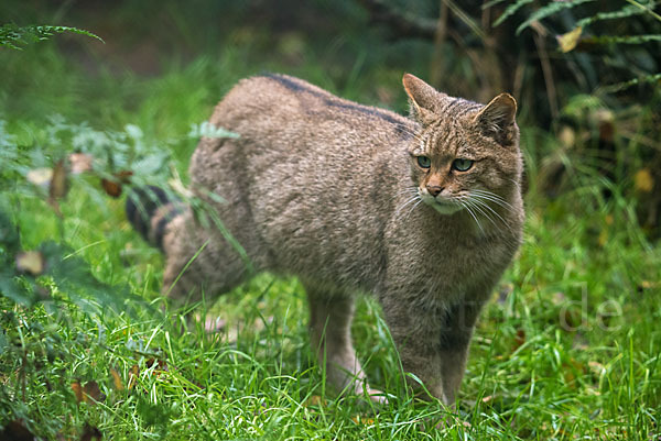 Wildkatze (Felis silvestris)