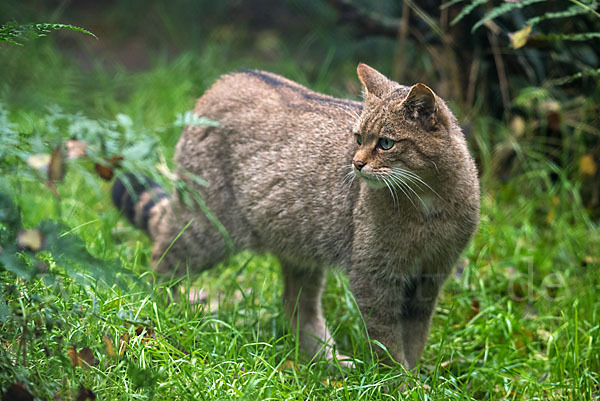 Wildkatze (Felis silvestris)