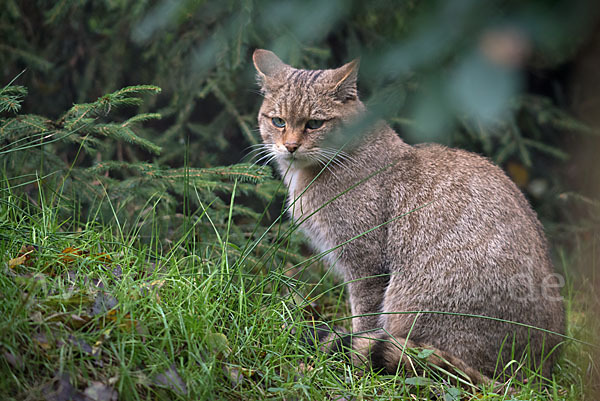 Wildkatze (Felis silvestris)