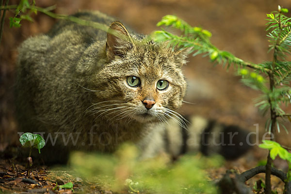 Wildkatze (Felis silvestris)