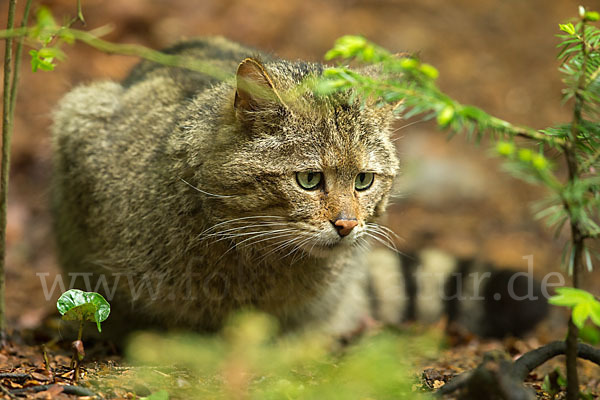 Wildkatze (Felis silvestris)