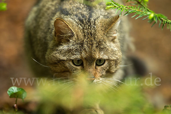 Wildkatze (Felis silvestris)