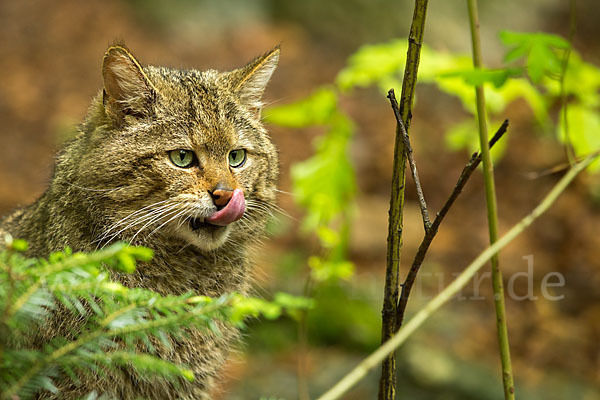 Wildkatze (Felis silvestris)