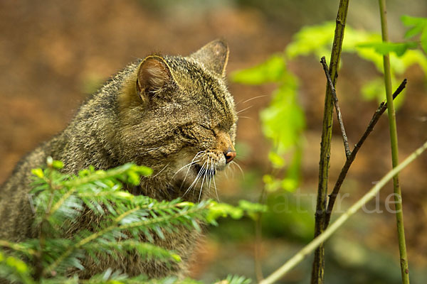 Wildkatze (Felis silvestris)