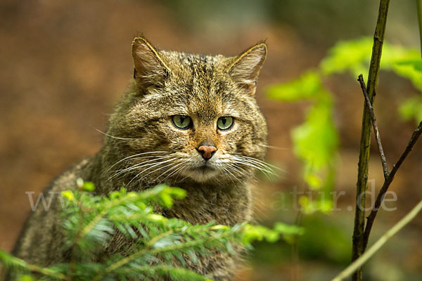 Wildkatze (Felis silvestris)