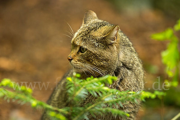 Wildkatze (Felis silvestris)