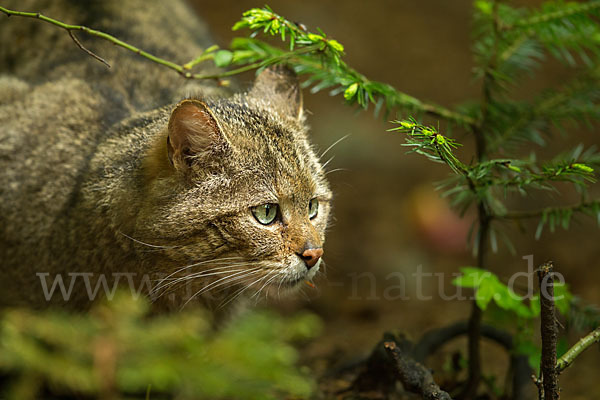 Wildkatze (Felis silvestris)