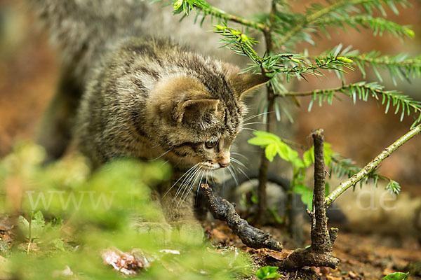 Wildkatze (Felis silvestris)