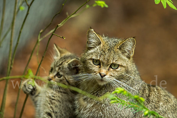 Wildkatze (Felis silvestris)