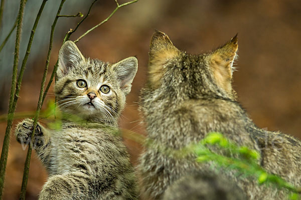 Wildkatze (Felis silvestris)