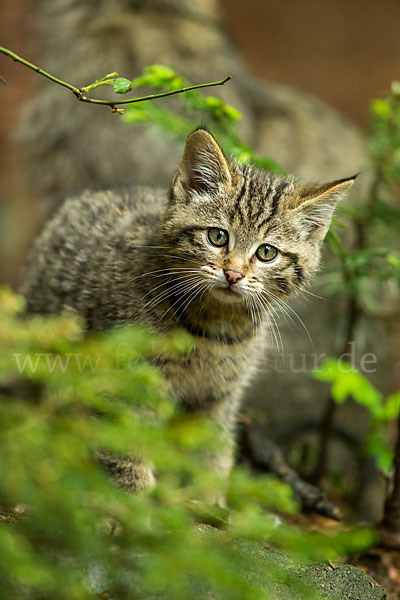 Wildkatze (Felis silvestris)