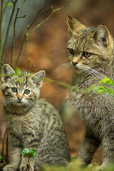 Wildkatze (Felis silvestris)