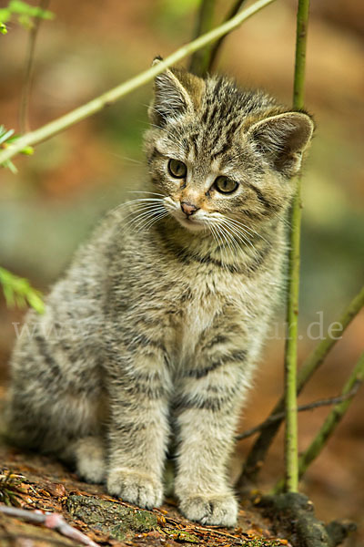 Wildkatze (Felis silvestris)