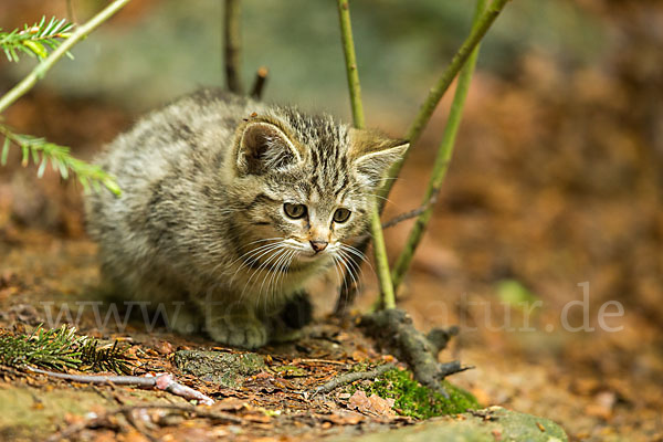 Wildkatze (Felis silvestris)