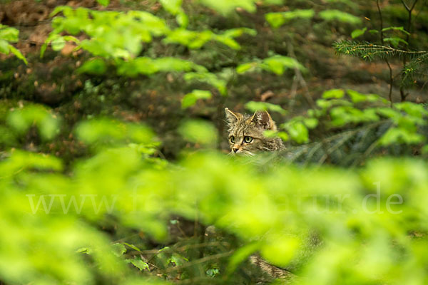 Wildkatze (Felis silvestris)