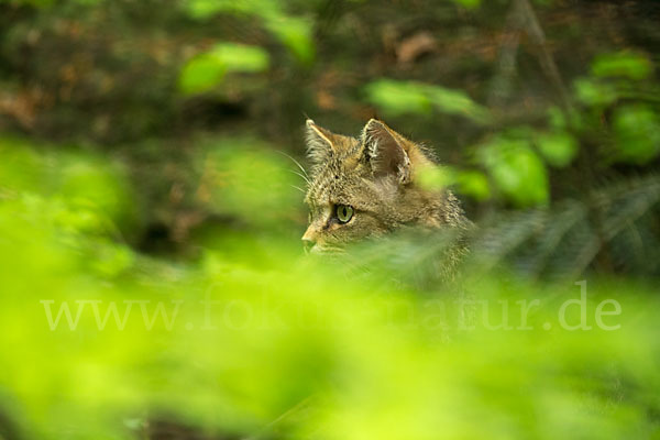 Wildkatze (Felis silvestris)