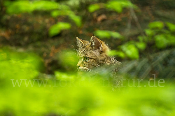 Wildkatze (Felis silvestris)