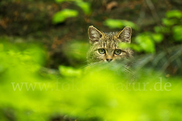 Wildkatze (Felis silvestris)