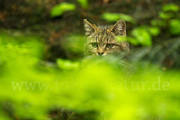 Wildkatze (Felis silvestris)