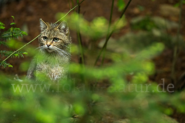 Wildkatze (Felis silvestris)