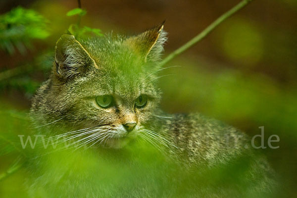 Wildkatze (Felis silvestris)