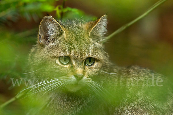 Wildkatze (Felis silvestris)