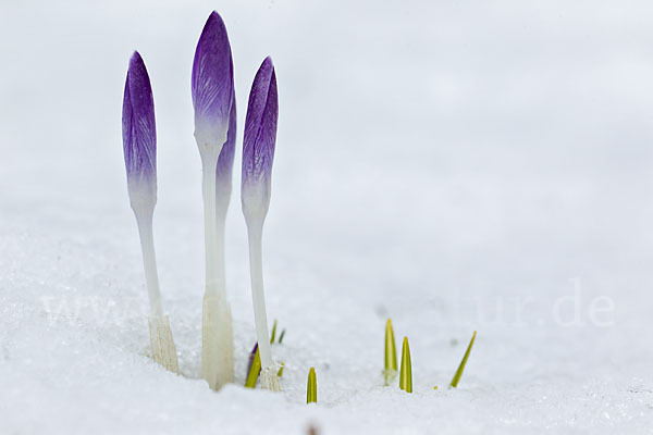 Wildkrokus (Crocus spec.)