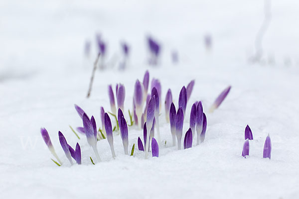 Wildkrokus (Crocus spec.)