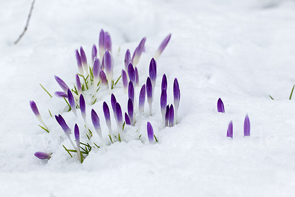 Wildkrokus (Crocus spec.)