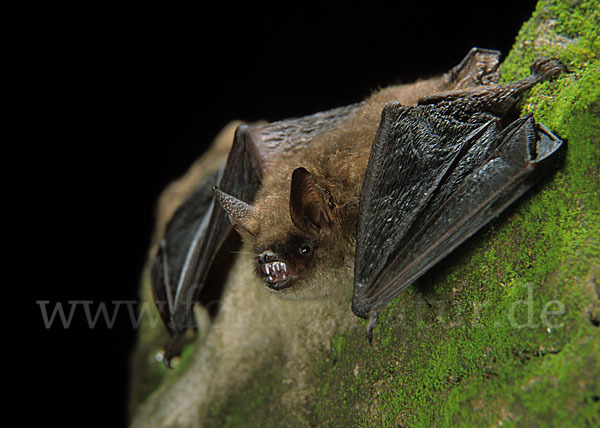 Wimperfledermaus (Myotis emarginatus)