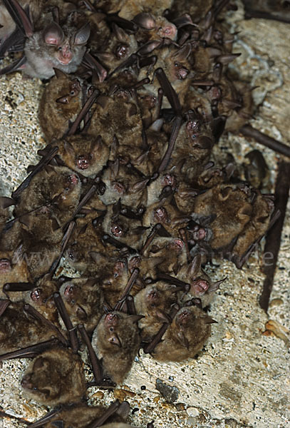 Wimperfledermaus (Myotis emarginatus)