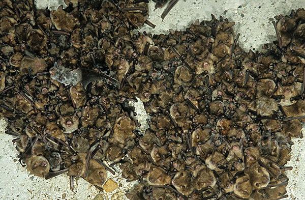 Wimperfledermaus (Myotis emarginatus)