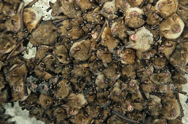 Wimperfledermaus (Myotis emarginatus)