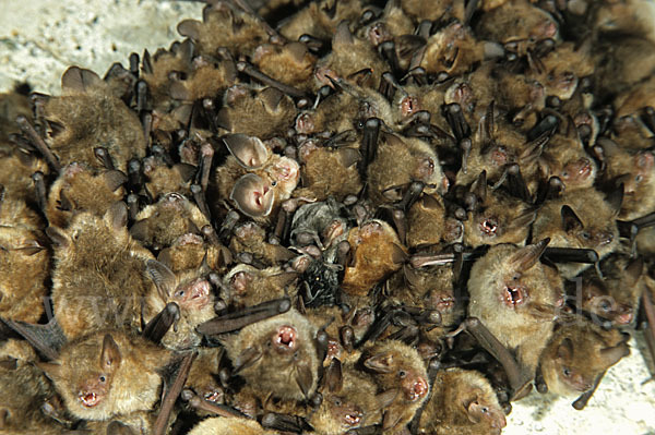 Wimperfledermaus (Myotis emarginatus)