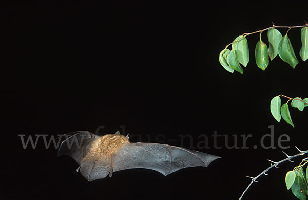 Wimperfledermaus (Myotis emarginatus)