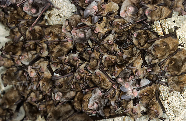 Wimperfledermaus (Myotis emarginatus)