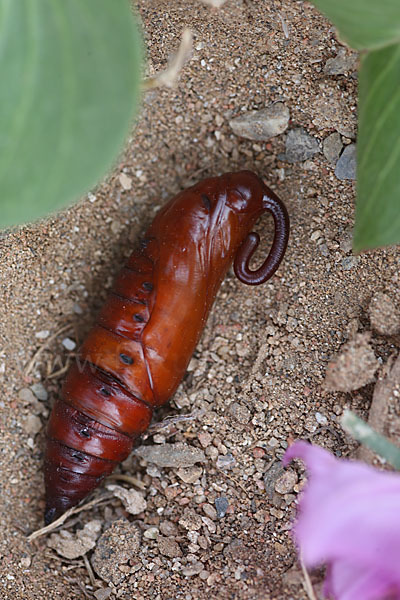 Windenschwärmer (Agrius convolvuli)