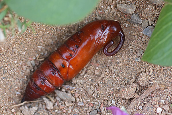 Windenschwärmer (Agrius convolvuli)