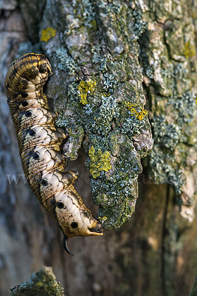 Windenschwärmer (Agrius convolvuli)