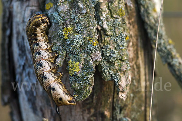 Windenschwärmer (Agrius convolvuli)