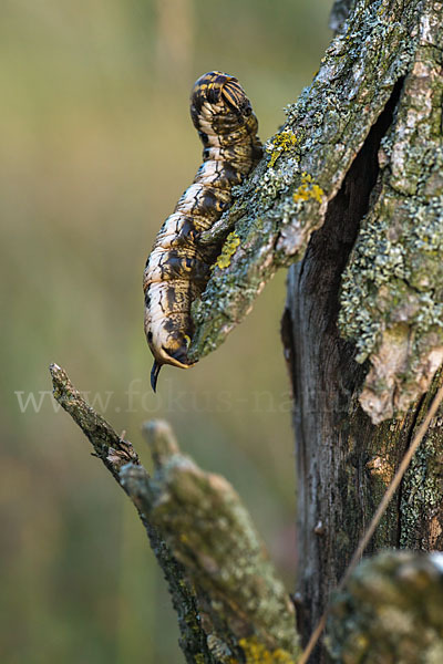 Windenschwärmer (Agrius convolvuli)