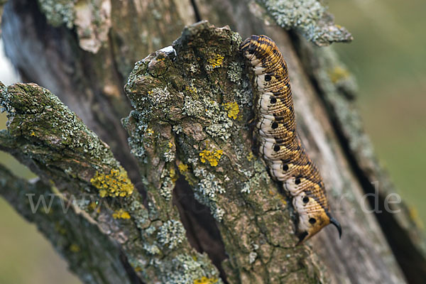 Windenschwärmer (Agrius convolvuli)